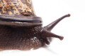 Oligospira waltoni Deniyaya, Sri Lanka adult